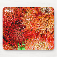 AXEL ~ Banksia d'attaque personnalisée ~