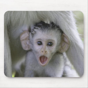Tapis De Souris Babouin de bébé sous sa mère