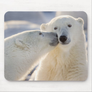 Tapis De Souris Baiser d'ours polaire