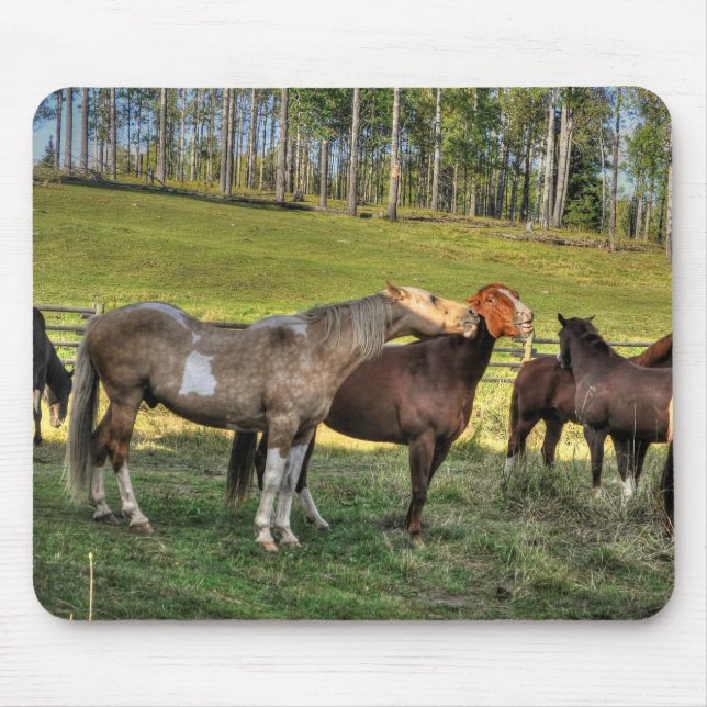 Tapis De Souris Baiser Pinto Stallion & Sorrel Mare Equine Photo (Devant)