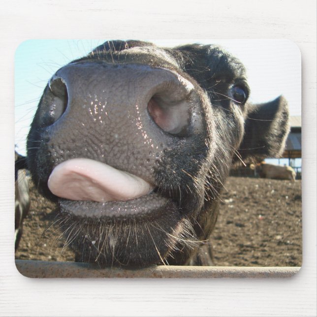 TAPIS DE SOURIS BAISERS DE MOO (Devant)
