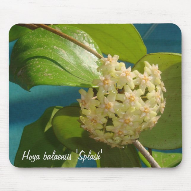 Tapis De Souris Balaensis "éclaboussure" MousePad de Hoya (Devant)