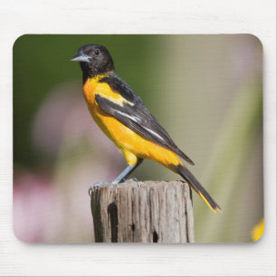 Tapis De Souris Baltimore Oriole female in flower garden