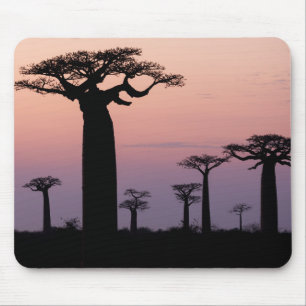 Tapis De Souris Baobab Alley', Madagascar, Morondava, Afrique,