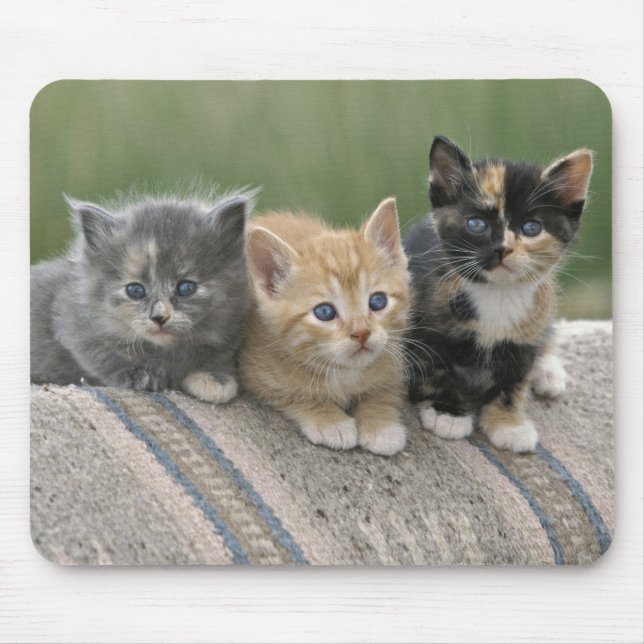 Tapis De Souris Barn Kittens sur une couverture à cheval (Devant)