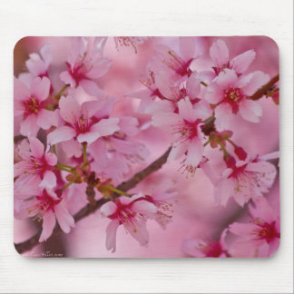Tapis De Souris Bathed in Pink Japanese Cherry