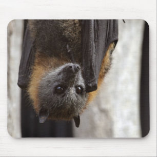 Tapis De Souris Batte australienne