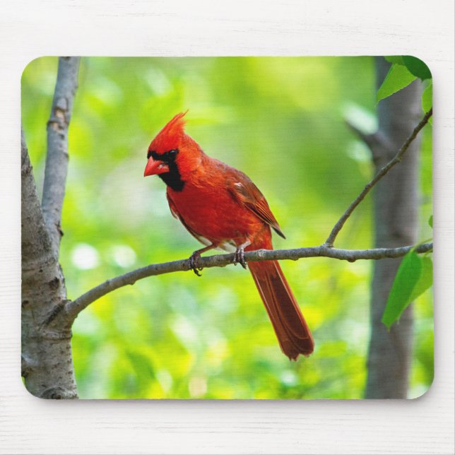 Tapis De Souris Beau cardinal rouge vif dans un arbre (Devant)