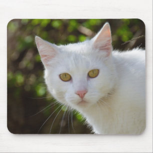 Tapis De Souris Beau chat blanc
