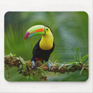 Tapis De Souris Beau et coloré Oiseau tropical Toucan