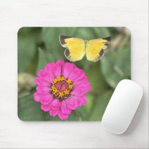 Beau Papillon sur Zinnia