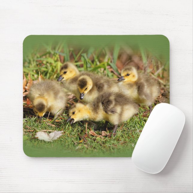 Tapis De Souris Bébé adorable Oies du Canada sur l'herbe (Avec souris)