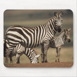Tapis De Souris Bébé Burchell's Zebra avec mère