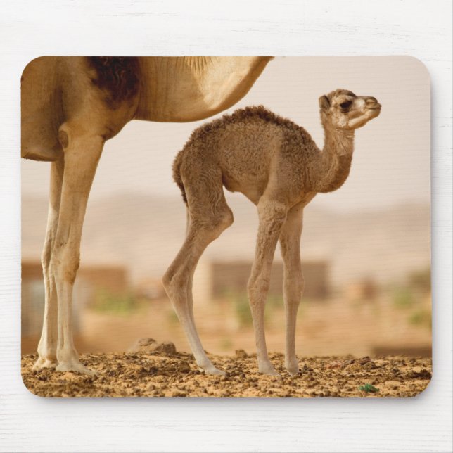Tapis De Souris Bébé Camel (Devant)