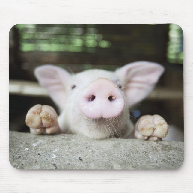 Tapis De Souris Bébé Cochon en Stylo, Piglet (Devant)