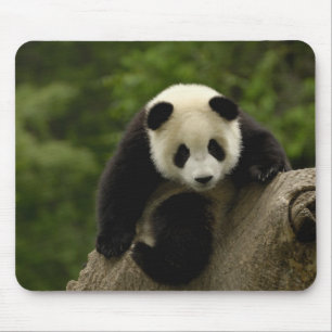 Tapis De Souris Bébé panda géant