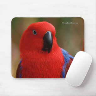 Tapis De Souris Belle "Dame en rouge" Eclectus Parrot