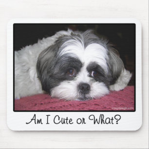 Tapis De Souris Belle le chien de Shih Tzu