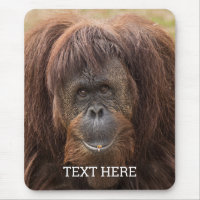 Belle photographie de Borneo Orangutan