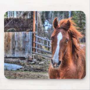 Tapis De Souris Belle Red Dun Ranch Horse Equine Photo