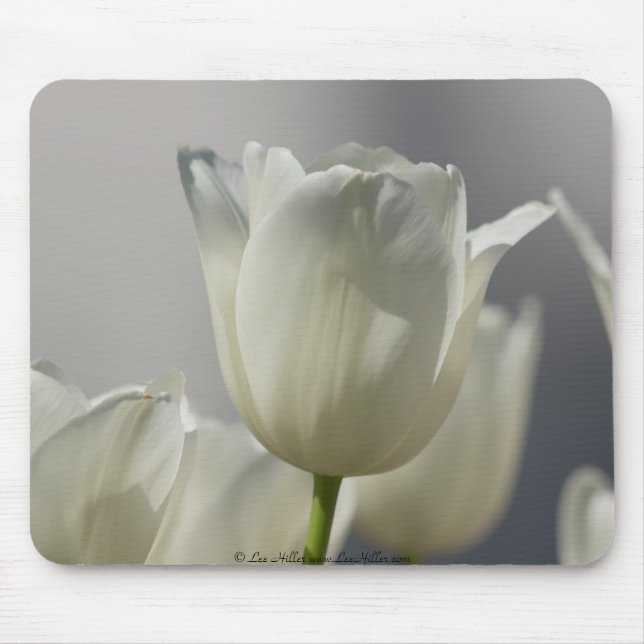 Tapis De Souris Belle Tulipe de printemps blanche (Devant)