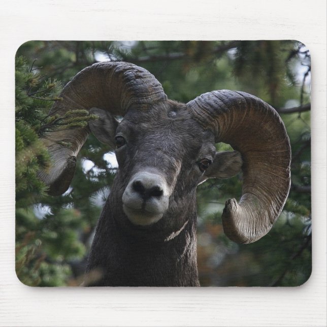 Tapis De Souris Big Horn Sheep1 (Devant)
