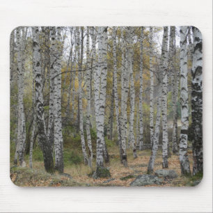 Tapis De Souris Birch Forrest Photo sur Mousepad
