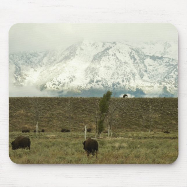 Tapis De Souris Bison à Grand Teton National Park Photographie (Devant)