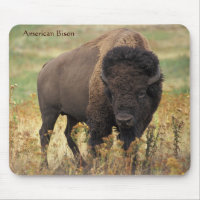 Bison américain sur la chaîne
