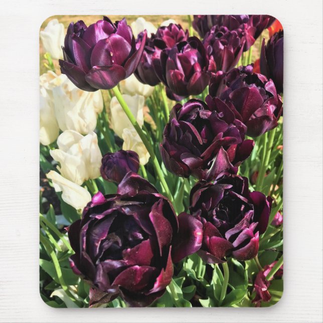 Tapis De Souris Black Hero Tulips, Oregon (Devant)