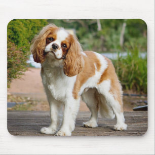Tapis De Souris Blenheim Cavalier King Charles Spaniel Chien Chien