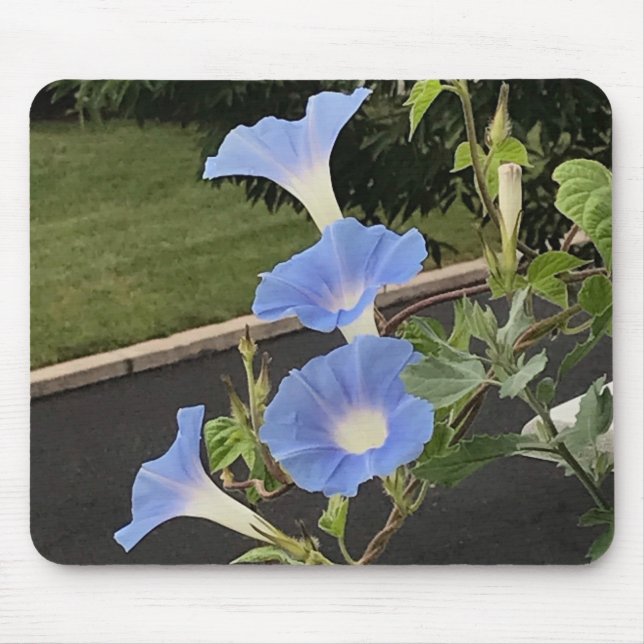Tapis De Souris Blue Cascade Morning Glory Close-up (Devant)