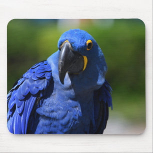 Tapis De Souris Blue Hyacinth Macaw