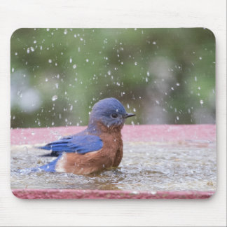 Tapis De Souris Bluebird at Birdbath