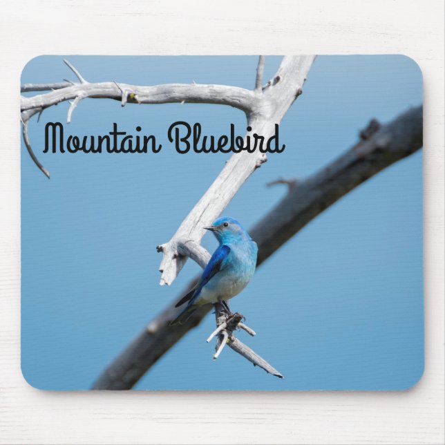 Tapis De Souris Bluebird de montagne (Devant)