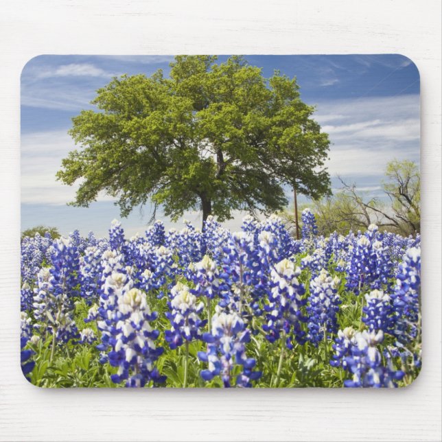 Tapis De Souris Bluebonnets du Texas (lupinus texensis) et chêne (Devant)