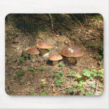 boletus