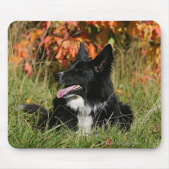 Tapis De Souris Border collie haletant la fixation (Devant)