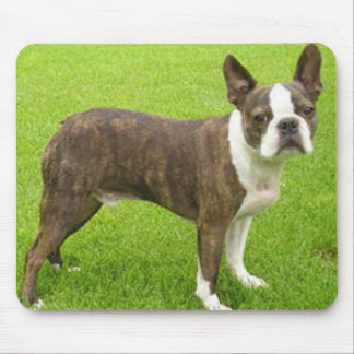 Tapis De Souris Boston Brown Terrier tenant Mousepad