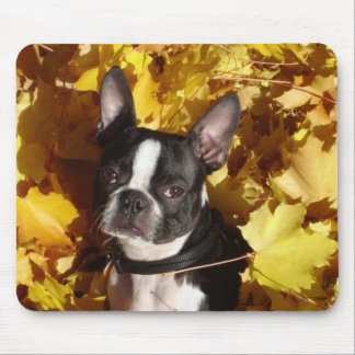 Tapis De Souris Boston Terrier entouré par automne part de
