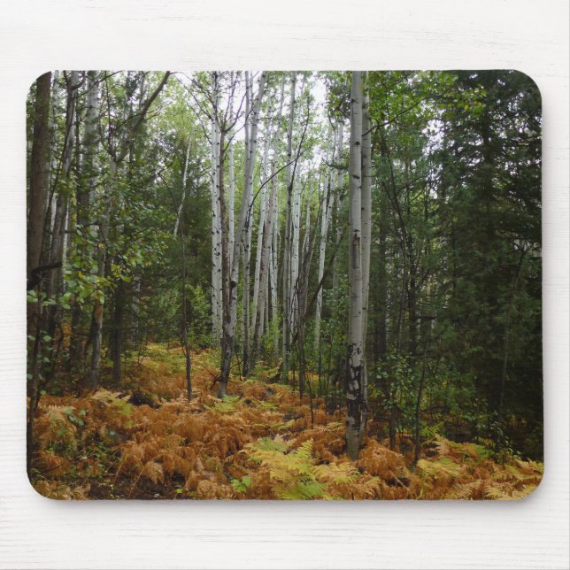 Tapis De Souris Bouleaux blancs et fougères d'automne dans les mon (Devant)