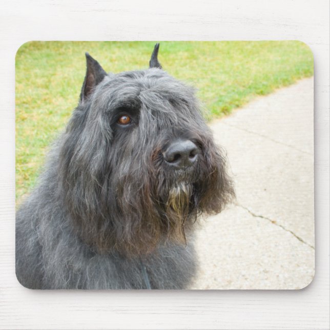 Tapis De Souris Bouvier des Flandres (Devant)