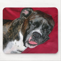 Boxer américain