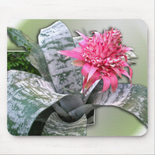 Tapis De Souris Broméliade rose