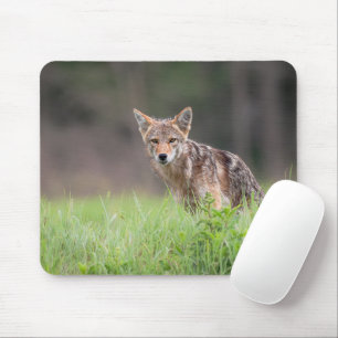 Tapis De Souris Brown Coyote, Canadian Wildlife Photography