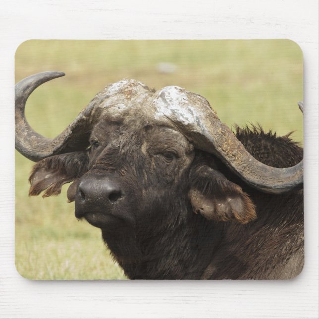 Tapis De Souris Buffle africain, caffer de Syncerus (Devant)