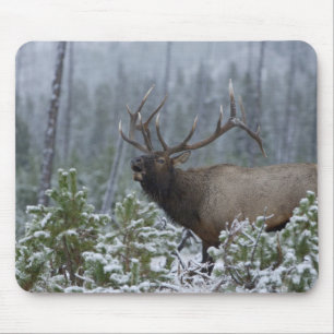 Tapis De Souris Bull Elk dans l'appel de neige, bourdonnement, Yel