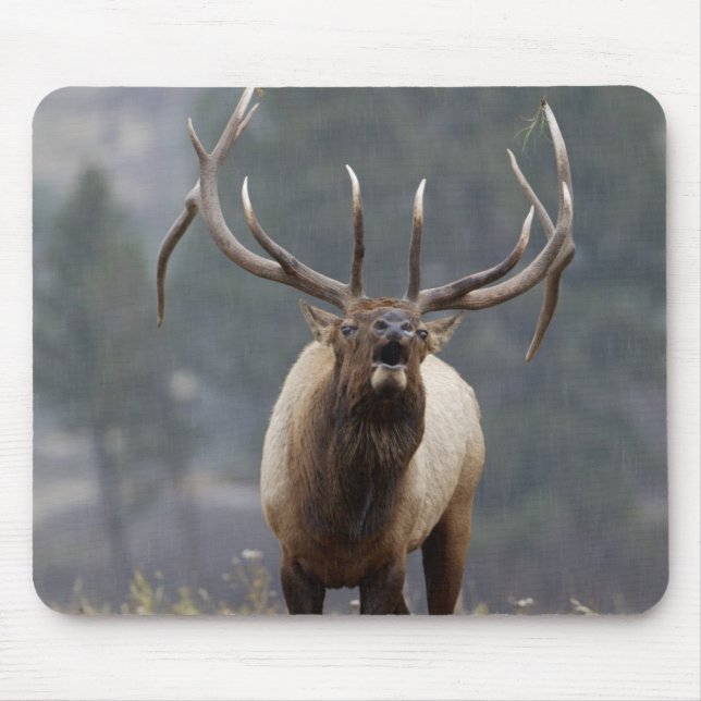 Tapis De Souris Bulle de l'Elk, Yellowstone NP, Wyoming 2 (Devant)