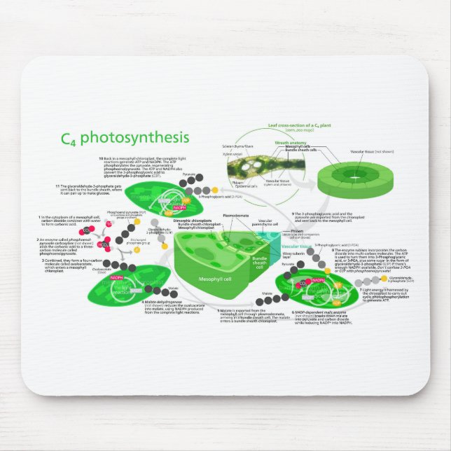 Tapis De Souris C4 Plante feuille de diagramme de photosynthèse (Devant)