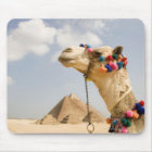Camel avec Pyramides Gizeh, Egypte
